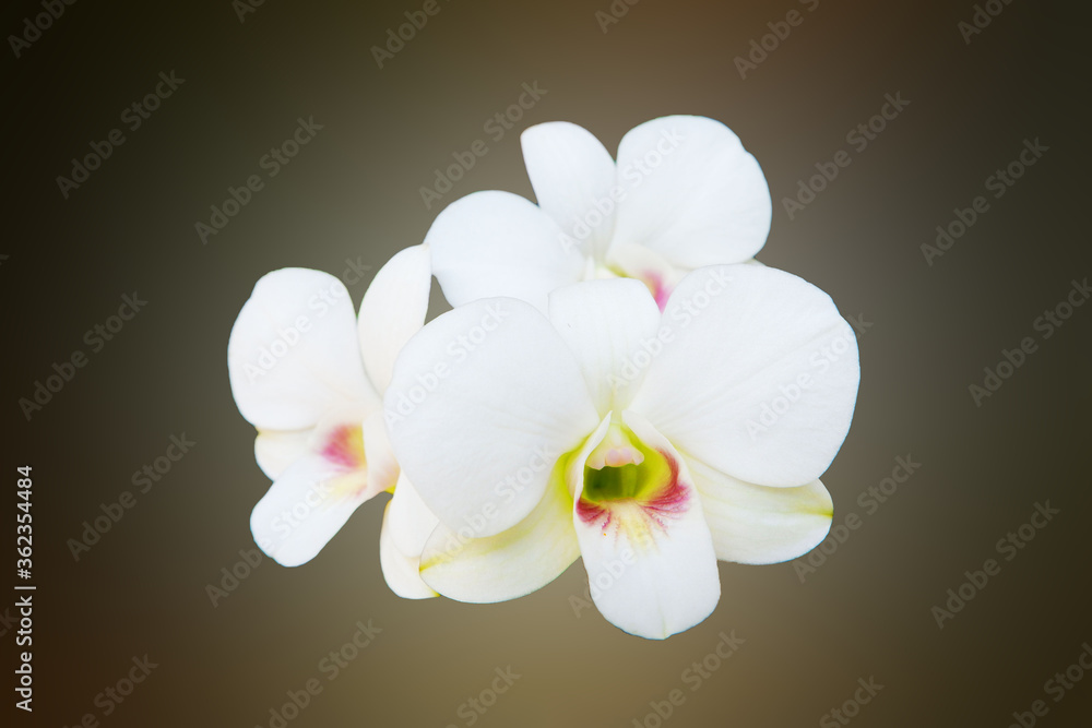 Fototapeta premium White orchid on blurred background
