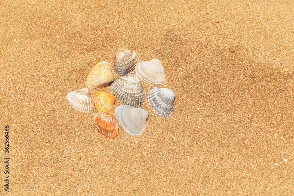 Multi-colored shells lying on the golden sand of the beach Multi-colored shells lying on the golden sand of the beach