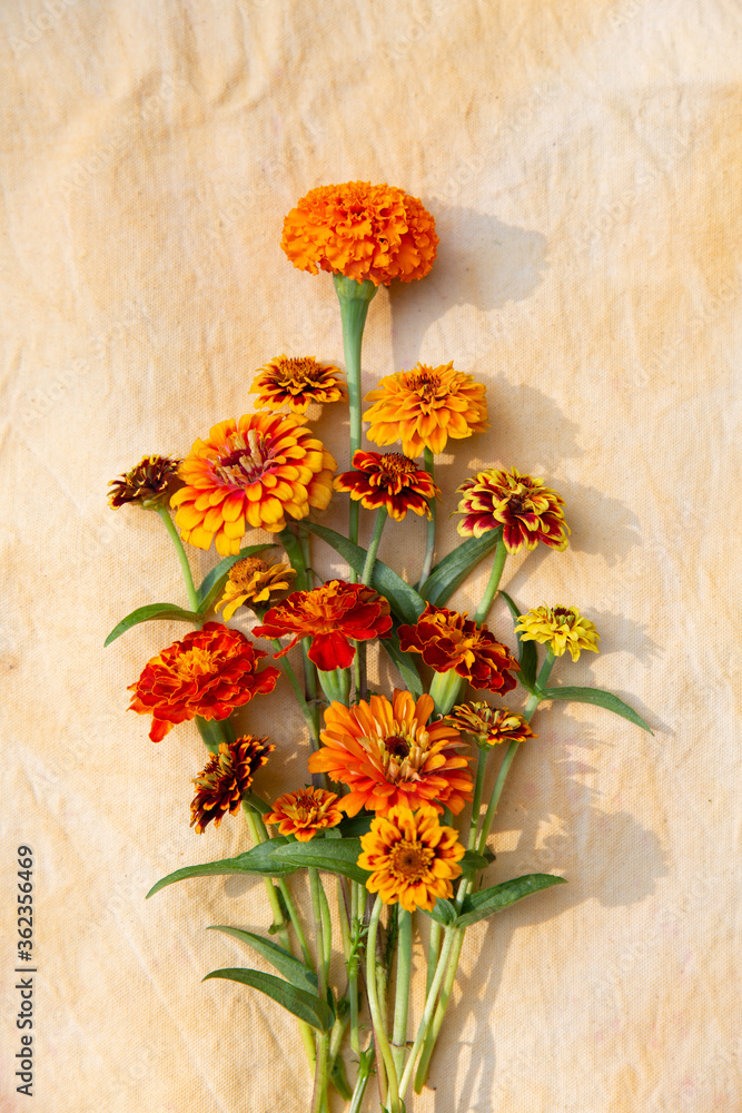 Marigold and Zinnia flower harvest Stock Photo Adobe Stock
