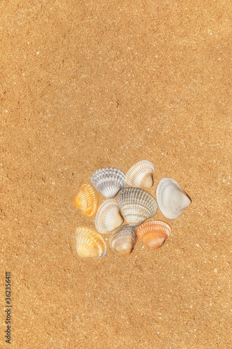 Multi-colored shells lying ...