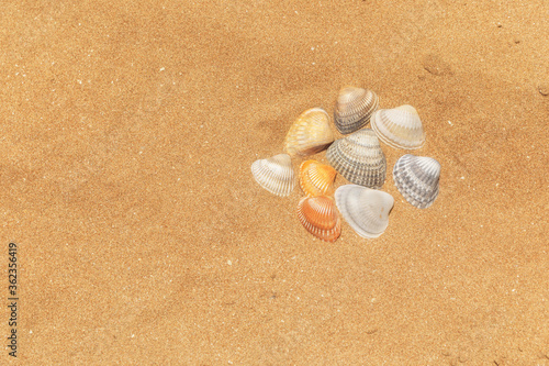 Multi-colored shells lying ...