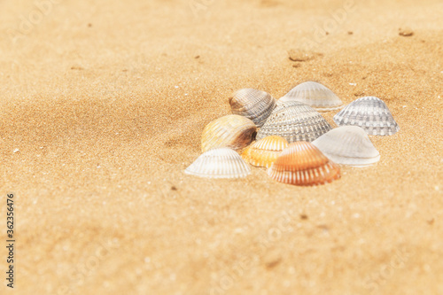 Multi-colored shells lying ...
