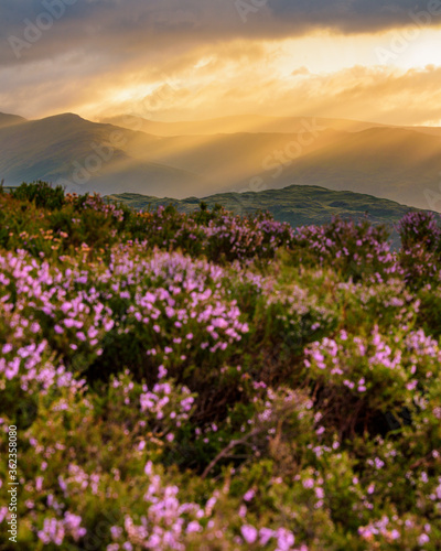 Majestic golden rays of morning light breaking through clouds onto mountain landscape with vibrant purple Heather  intentionally blurred in the foreground. Taken in the English Lake District.