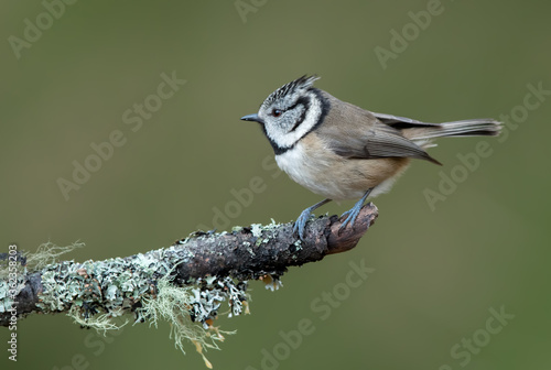 Crested Tit