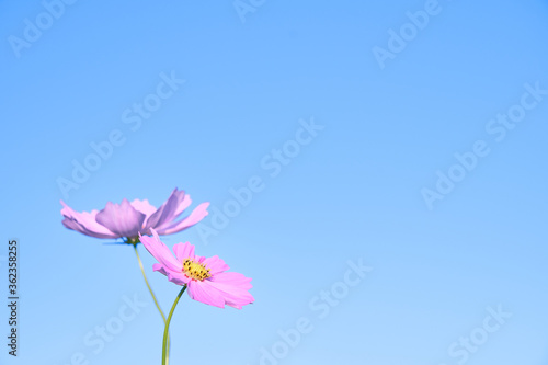 Fototapeta Naklejka Na Ścianę i Meble -  シンプルな青空を背景に咲くピンク色のコスモスの花