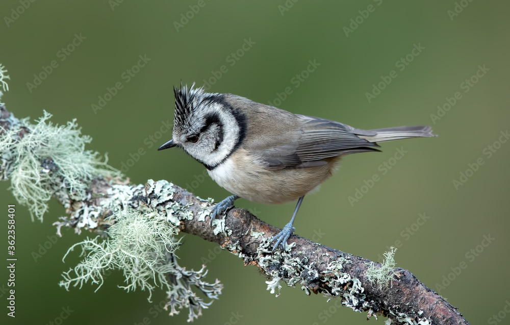 Naklejka premium Crested Tit