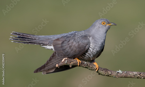 Cuckoo Perched on Branch © Simon Stobart