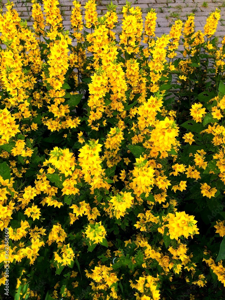 Obraz premium yellow flowers background