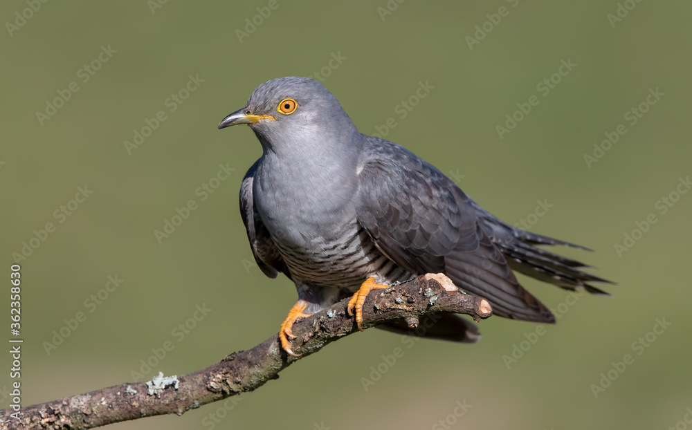 Obraz premium Cuckoo Perched on Branch