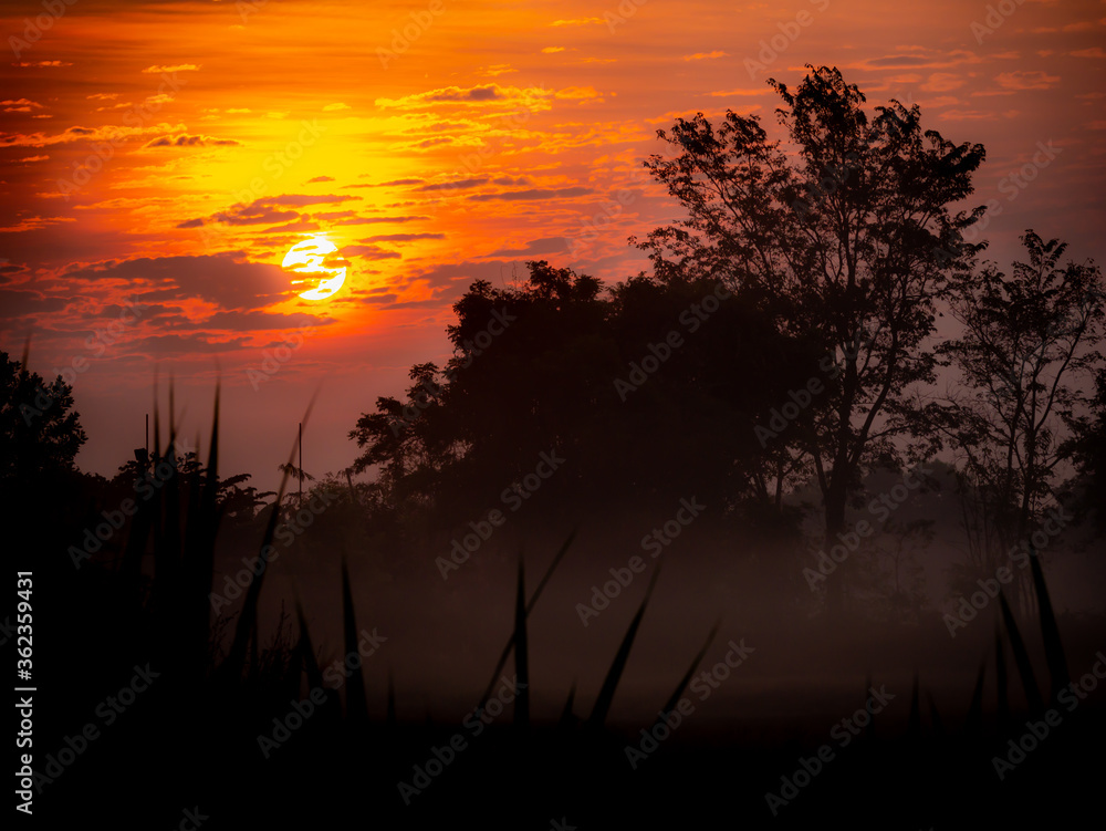 Fog Covering The Silhouette Trees on The Dry Rice Fields