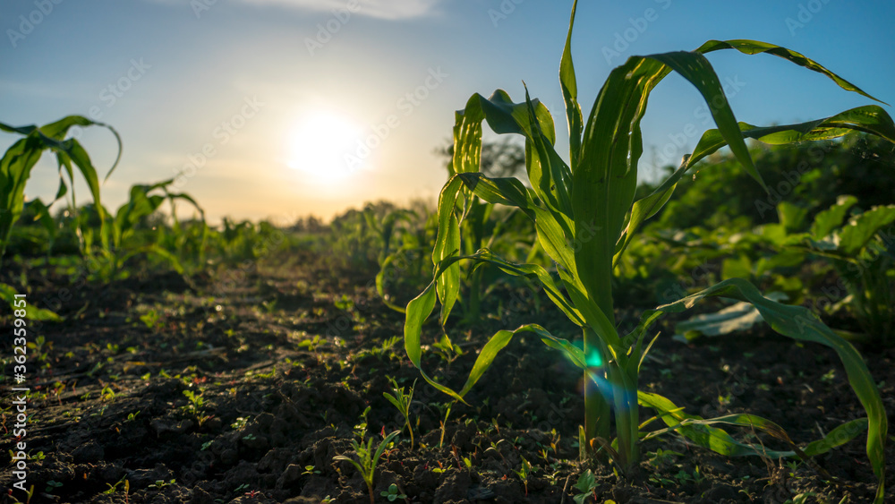 Obraz premium a corn in the sunset
