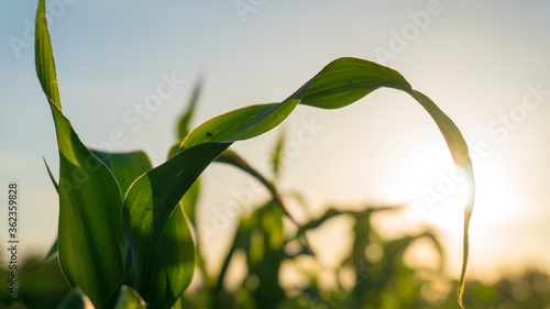 Wallpaper Mural a corn in the sunset Torontodigital.ca