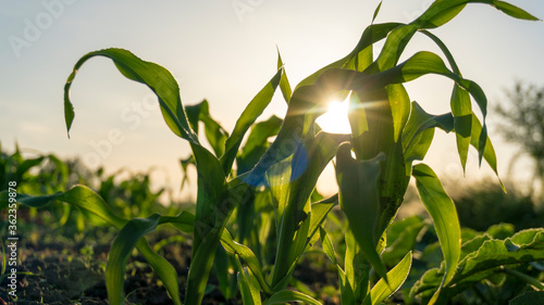 a corn in the sunset