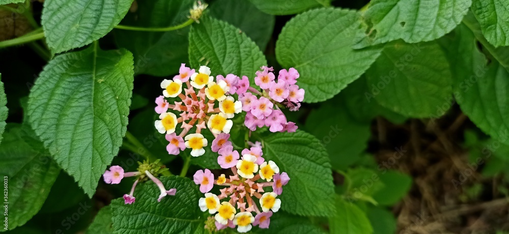 spring flowers in the garden spring flowers in the garden