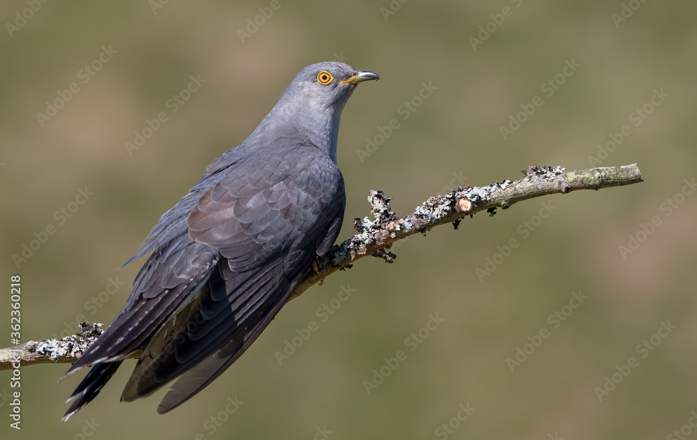 Cuckoo Perched