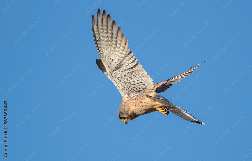 Obraz premium Kestrel Hovering