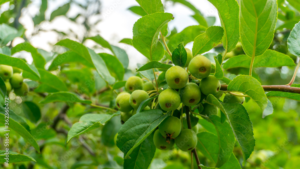 young apples on a tree