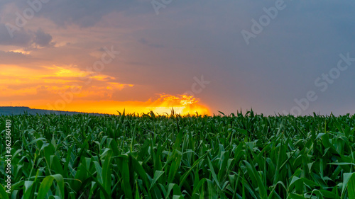 Photographie a corn in the sunset