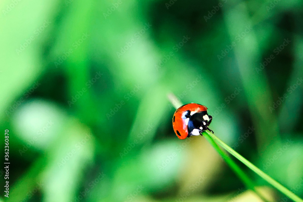Obraz premium Red ladybug crawls on a blade of grass against a blurred background of greenery in the garden