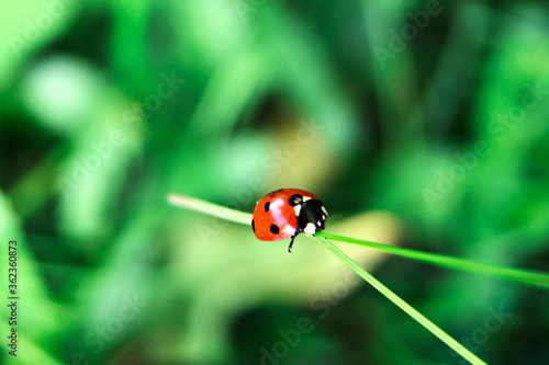 Red ladybug crawls on a blade of grass against a blurred background of greenery in the garden