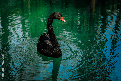 Black swan sweaming at the beautiful lake photo