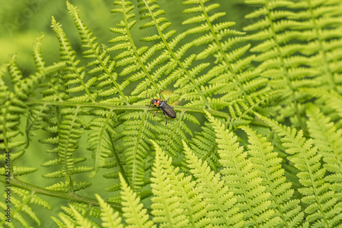 Beetle on a green leaf of fern. Summer time.
