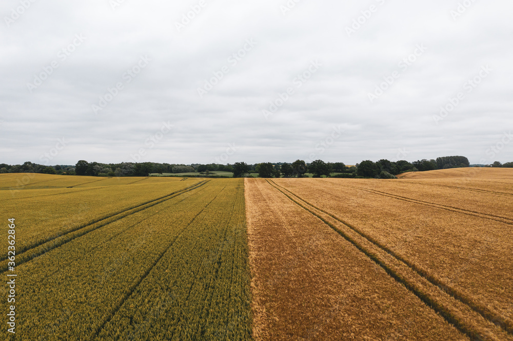 a drone photograph from a grain field shows parallel tractor tracks that form a pattern a drone photograph from a grain field shows parallel tractor tracks that form a pattern