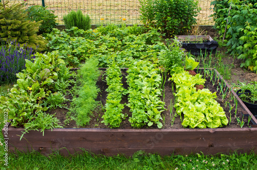 Vegetable box in the home garden. Ecology and homegrowing concept