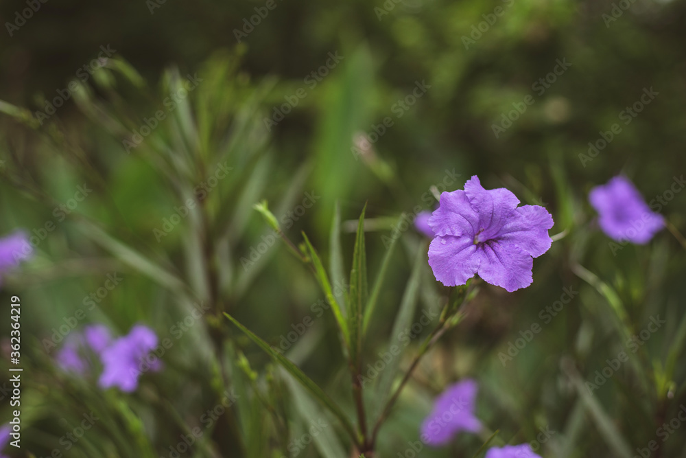 Mexican petunia, Purple Ruellias flowerThe blossoming Mexican petunia, Purple Ruellias flower on walkway/pavement with green background, Selected focus and blurred background in vintage style. Mexican petunia, Purple Ruellias flowerThe blossoming Mexican petunia, Purple Ruellias flower on walkway/pavement with green background, Selected focus and blurred background in vintage style.