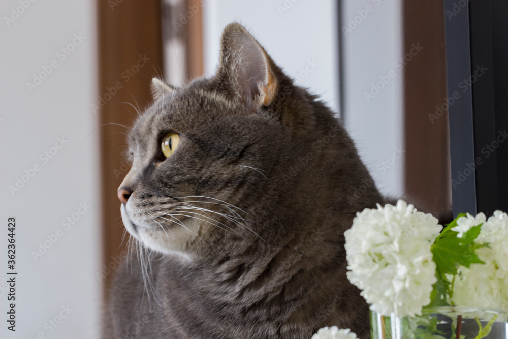 Beautiful gray cat of the Scottish breed close-up.Lies watching and watching. World pet day.