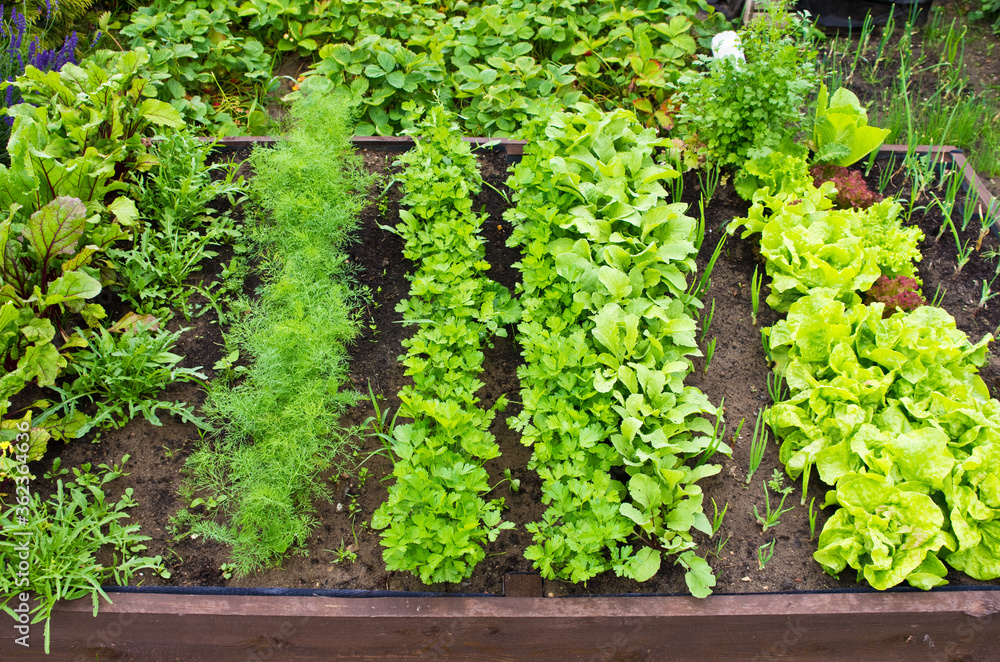 Vegetable box in the home garden. Ecology and homegrowing concept Vegetable box in the home garden. Ecology and homegrowing concept