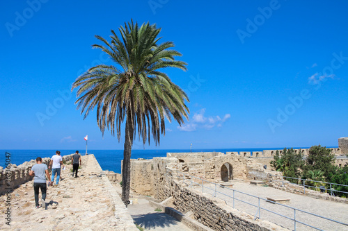 A palm tree growing in the fortress city of Kyrenia on the Mediterranean coast. Kyrenia. Cyprus.