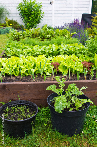 Vegetable box in the home garden. Ecology and homegrowing concept