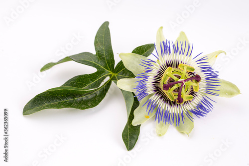 Passiflora plant flower on the white background