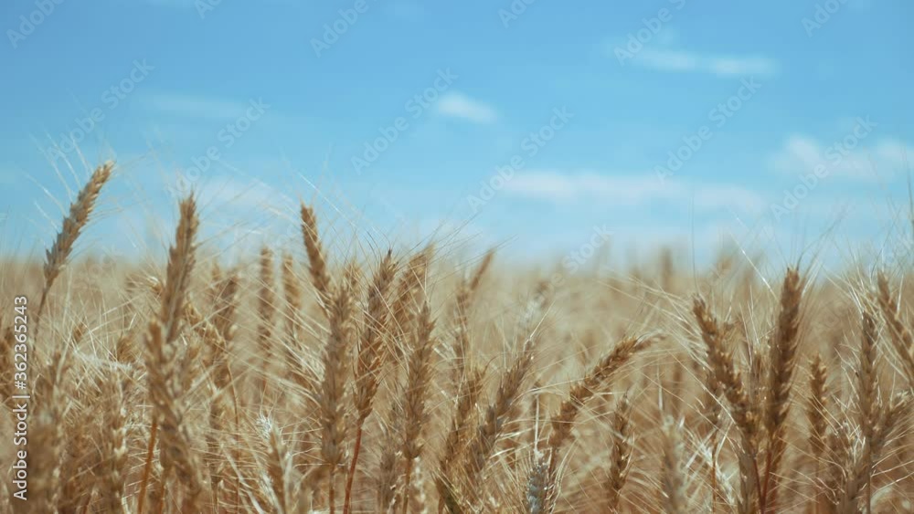 wheat field with ears of corn and grains a background. concept agriculture harvesting eco farming. farmland golden beautiful ears of wheat lifestyle close-up wheat field with ears of corn and grains a background. concept agriculture harvesting eco farming. farmland golden beautiful ears of wheat lifestyle close-up