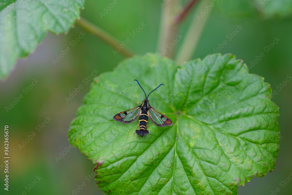 A Synanthedon tipuliformis on a green leaf from a berryplant, phot made in Weert the Netherlands