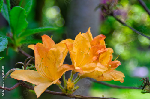 Orange Azalia flowers close up photo made in weert the Netherlands