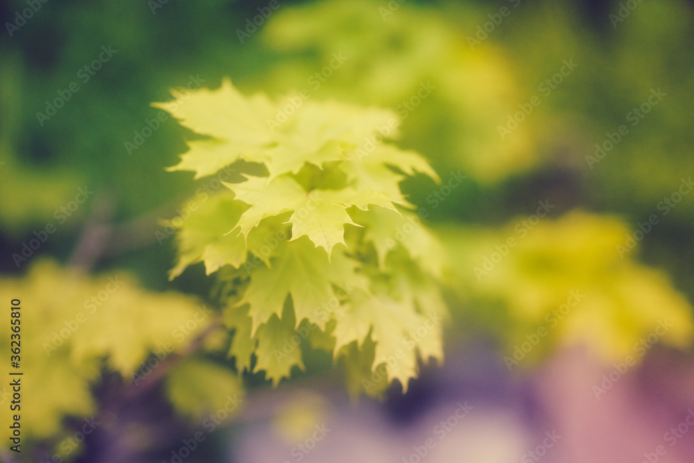 Blurred natural background with maple leaves Blurred natural background with maple leaves