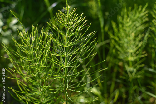 close up of green grass, horsetail