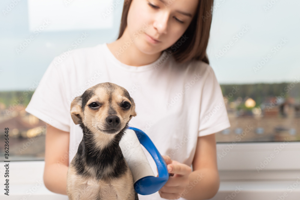 Cleaning shed dog hair. Girl holds a pet, rolls it with a sticky roller for clothes Cleaning shed dog hair. Girl holds a pet, rolls it with a sticky roller for clothes