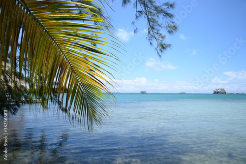 palm trees on the beach