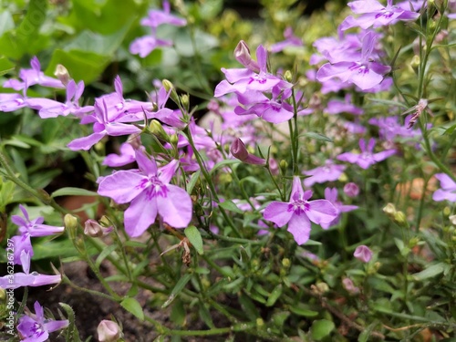 purple flowers in the garden