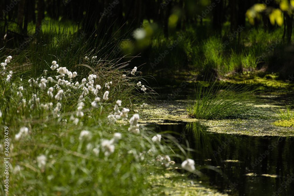 Fototapeta premium Nature in the Kaltenhofer Moor in Schleswig-Holstein in Germany