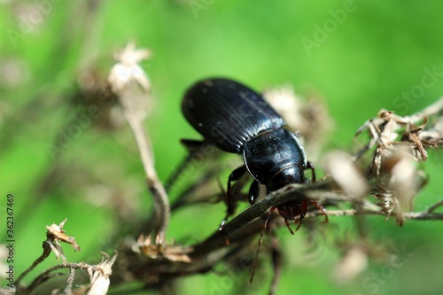 Black beetle sitting on a dried plant   © Grzegorz Sulkowski