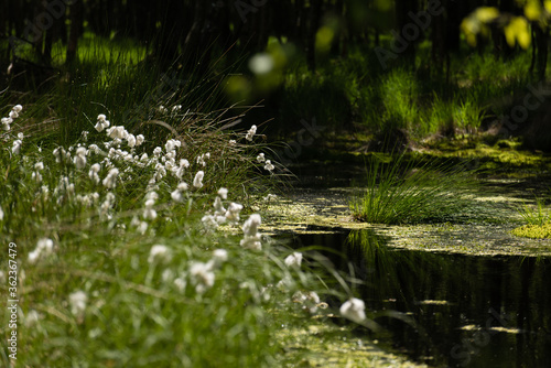 Nature in the Kaltenhofer Moor in Schleswig-Holstein in Germany