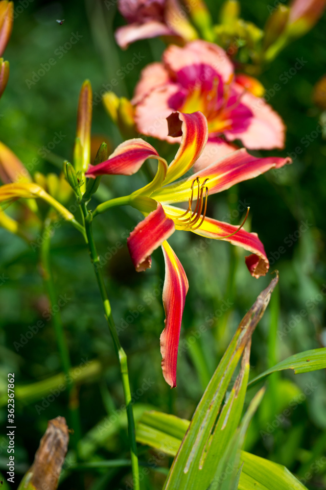 Daylilies spider in mixborders on the flowerbed in the garden. Gardening Daylilies spider in mixborders on the flowerbed in the garden. Gardening