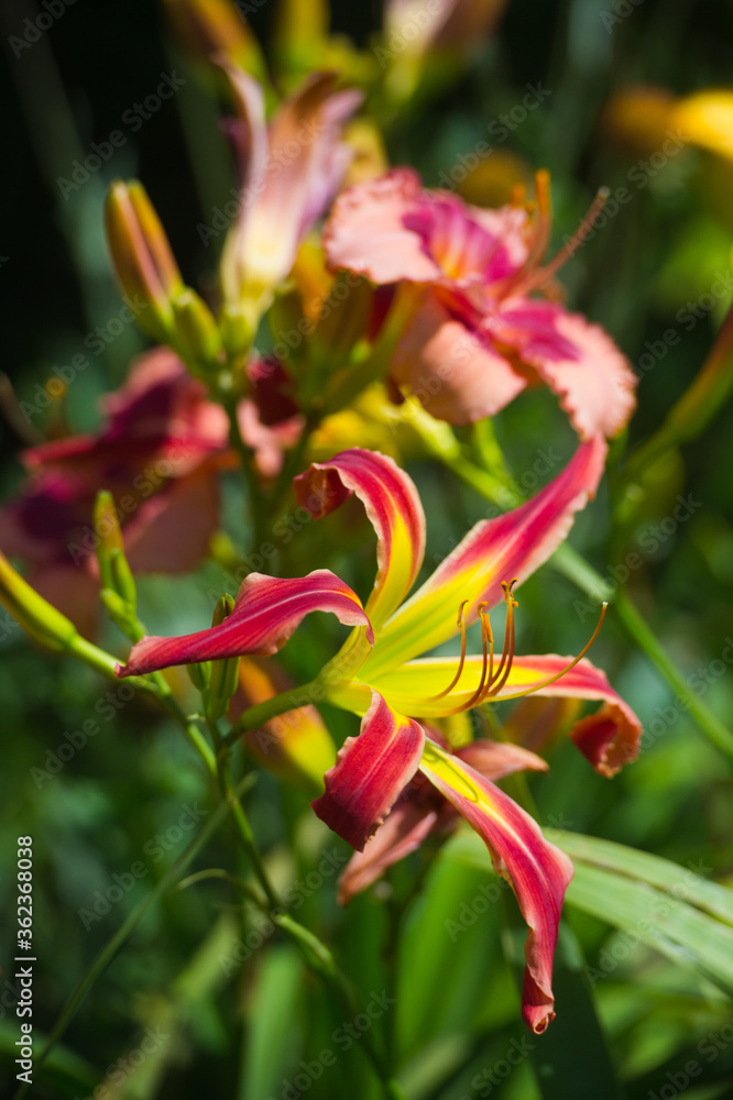 Daylilies spider in mixborders on the flowerbed in the garden. Gardening Daylilies spider in mixborders on the flowerbed in the garden. Gardening