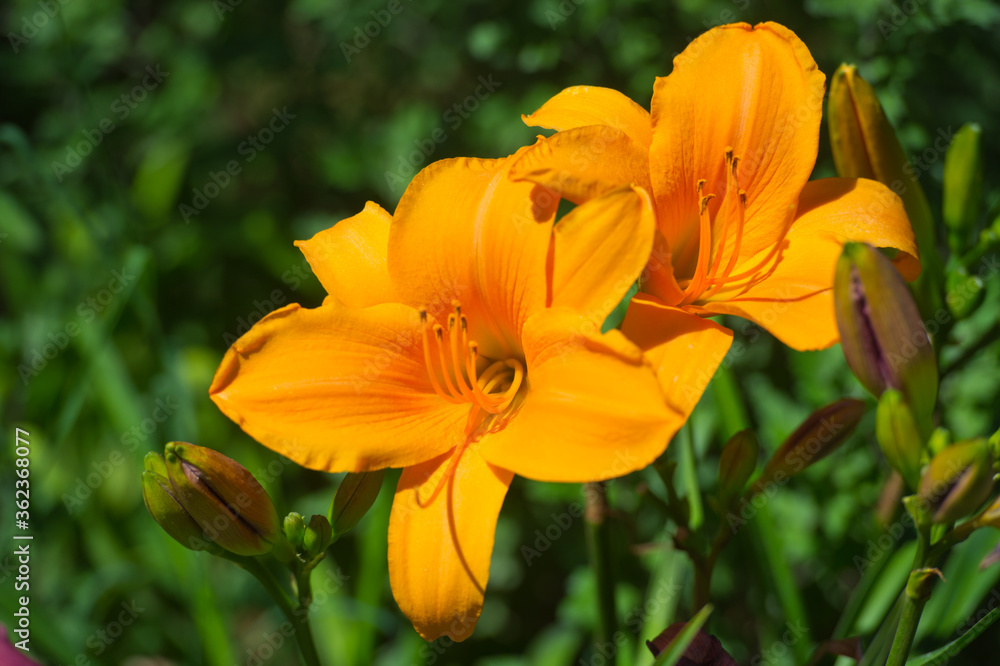 Fototapeta premium Daylilies spider in mixborders on the flowerbed in the garden. Gardening