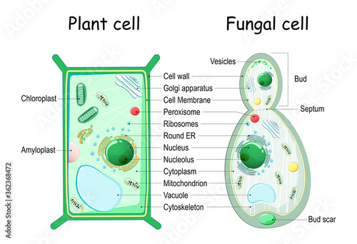 Plant cell and fungal (yeast) cell structure.
