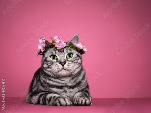 Handsome black silver blotched British Shorthair cat, laying down facing front wearing pink flower wrath on head.  Looking curious towards camera with green eyes. Isolated on pink background. photo